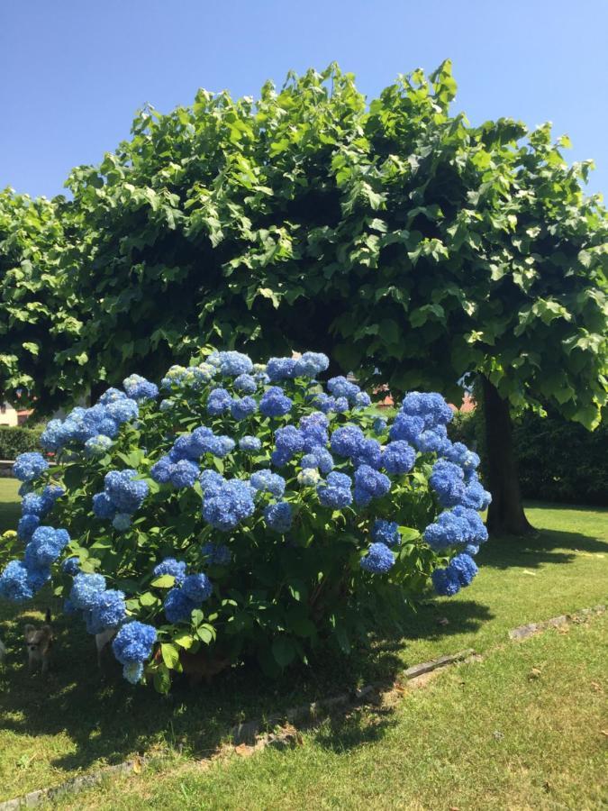 Bed & Breakfast Il Tempo Del Sogno Con Cani E Gatti Pet&breakfast
