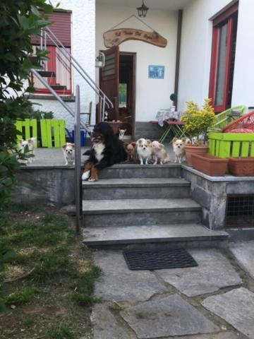 Il Tempo Del Sogno Con Cani E Gatti Pet&breakfast