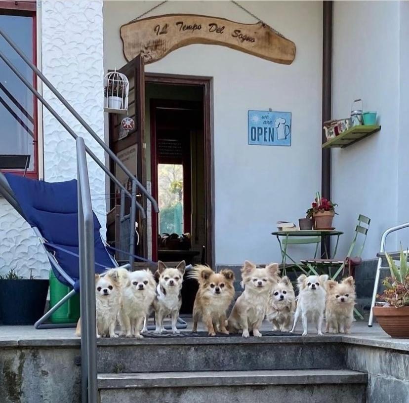 Il Tempo Del Sogno Con Cani E Gatti Pet&breakfast Bed & Breakfast Baveno